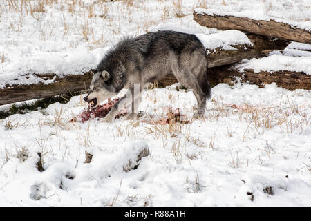 Tundra Wolf Fütterung auf Elche und Karkasse im Schnee Stockfoto