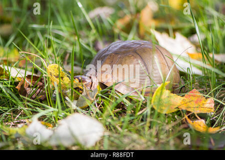 Drei-toed box Turtle in eine Rasenfläche Stockfoto