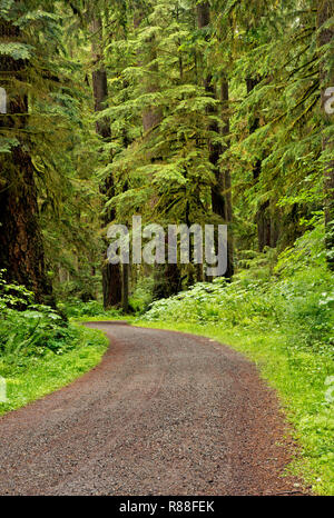 WA 15516-00 ... WASHINGTON - Die Carbon River Road / Trail in den gemäßigten Regenwald im Carbon River Valley Abschnitt des Mount Rainier National Park. Stockfoto