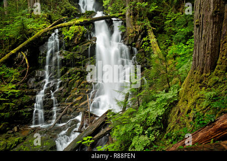 WA 15517-00 ... WASHINGTON - Ranger fällt entlang der Grünen Lake Trail in den Carbon River Valley von Mount Rainier National Park. Stockfoto
