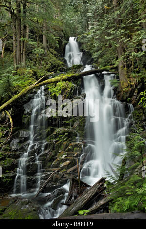 WA 15522-00 ... WASHINGTON - Ranger fällt entlang der Grünen Lake Trail in den Carbon River Valley von Mount Rainier National Park entfernt. Stockfoto