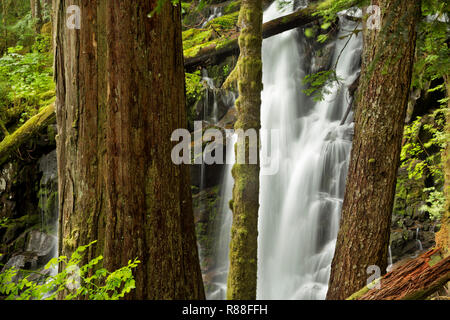 WA 15523-00 ... WASHINGTON - Ranger fällt entlang der Grünen Lake Trail in den Carbon River Valley von Mount Rainier National Park gesehen durch die Stockfoto