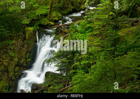 WA 15532-00 ... WASHINGTON - Ranger Creek Falls entlang der Grünen Lake Trail in den Carbon River Valley von Mount Rainier National Park. Stockfoto