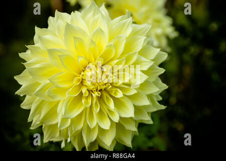 Blume Gelb chrysantheme Nahaufnahme Makro. Aster. Schöne gelbe Daisy isoliert. chrysantheme Blumen. Blume Hintergrund, Bud. Wallpaper Probe. Stockfoto