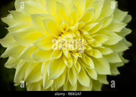Blume Gelb chrysantheme Nahaufnahme Makro. Aster. Schöne gelbe Daisy isoliert. chrysantheme Blumen. Blume Hintergrund, Bud. Wallpaper Probe. Stockfoto