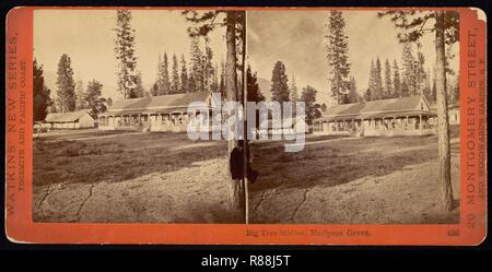 Carleton Watkins (Amerikanische Big Tree, Mariposa Grove. Stockfoto