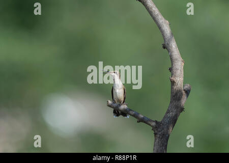 Juvenile männlichen Ruby-throated hummingbird thront im Garten. Stockfoto