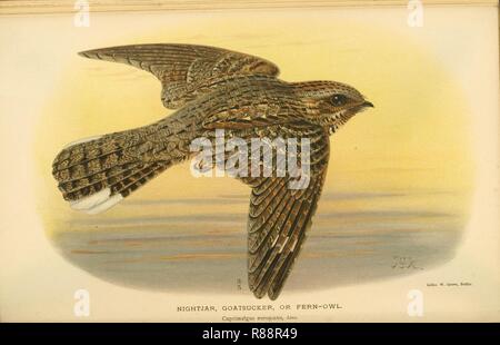 Caprimulgus europaeus - farbige Abbildungen der Vögel von den Britischen Inseln (1885-1897). Stockfoto