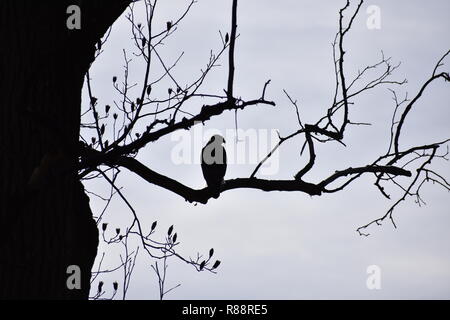 Hawk auf einem Zweig Stockfoto