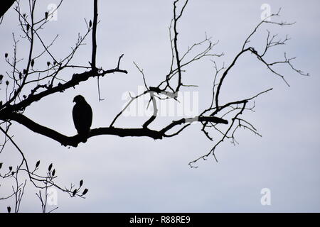 Hawk auf einem Zweig Stockfoto