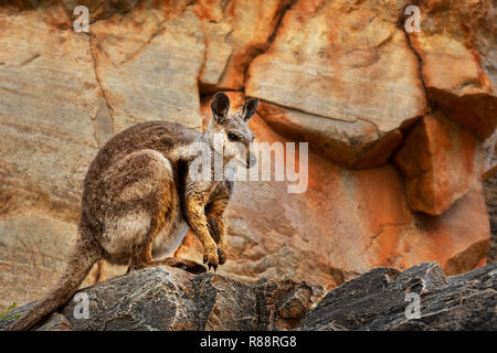 Seltene Schwarze-footed Rock Wallaby sitzt auf einem Felsvorsprung. Stockfoto