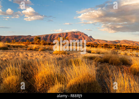 Wild MacDonnell Ranges und Spinfex im Abendlicht. Stockfoto