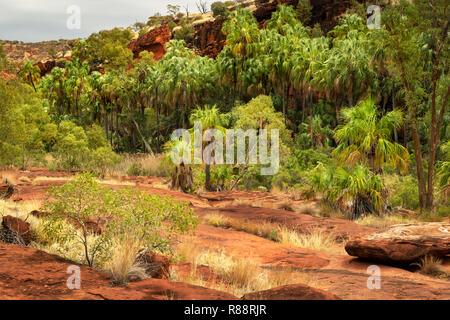 Einzigartige Palm Valley in Finke Gorge National Park. Stockfoto