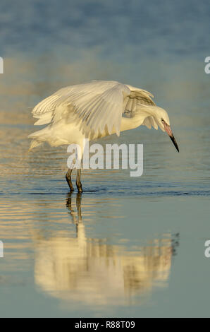 Rötliche Reiher White Morph (Egretta rufescens) in Florida ist eine seltene Sichtung Stockfoto