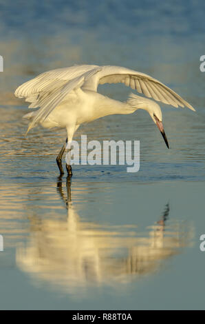 Rötliche Reiher White Morph (Egretta rufescens) in Florida ist eine seltene Sichtung Stockfoto