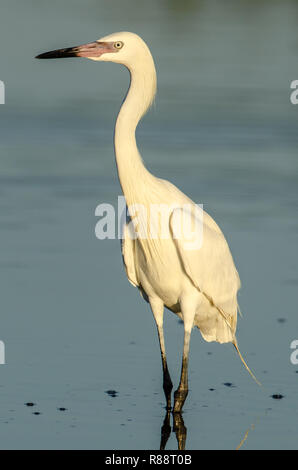 Rötliche Reiher White Morph (Egretta rufescens) in Florida ist eine seltene Sichtung Stockfoto
