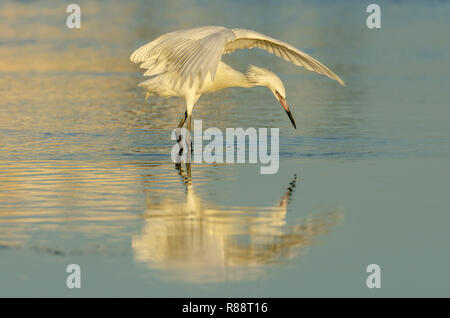 Rötliche Reiher White Morph (Egretta rufescens) in Florida ist eine seltene Sichtung Stockfoto