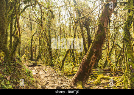 Wicklung Trail durch den grünen Wald Annapurna Himal in Nepal, Himalaya, Asien Stockfoto