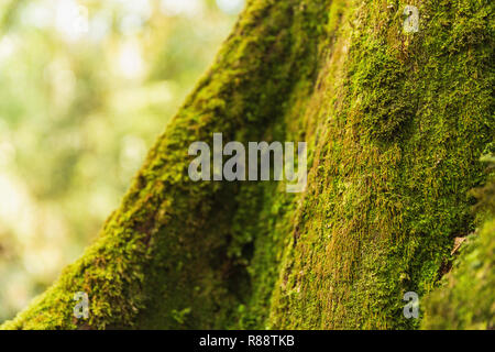 In der Nähe von Moos wachsen auf Baumstamm in Annapurna Himal, Nepal, Himalaya, Asien Stockfoto