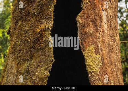 Schatten in einem geheiligten, Baumstamm in die Annapurna Himal, Nepal, Himalaya, Asien Stockfoto