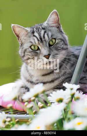 Hauskatze, die auf einem Stuhl liegend Stockfoto