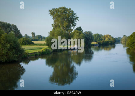 Eine Familie von Schwänen überqueren Sie die Themse von Wallingford, Oxfordshire Stockfoto