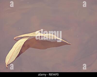 Trockene willow Blätter und Luftblasen im Eis eingefroren. Seite niedrig Knöchel ansehen Oberfläche zu Teich. Stockfoto