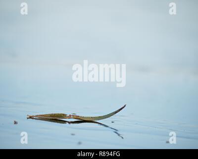 Trockene willow Blätter und Luftblasen im Eis eingefroren. Seite niedrig Knöchel ansehen Oberfläche zu Teich. Stockfoto