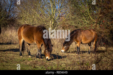 Zwei wilde Pferde, Exmoor pony Beweidung in Masovice, Podyji, Tschechische Republik Stockfoto