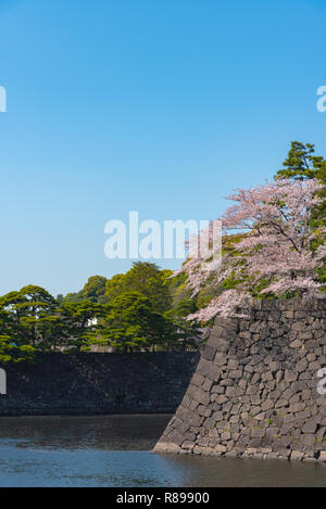 Kirschblüte in Tokio Imperial Palace Stockfoto