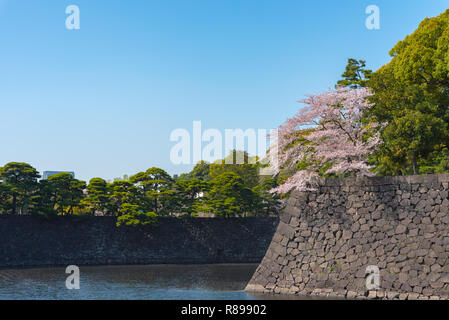 Kirschblüte in Tokio Imperial Palace Stockfoto