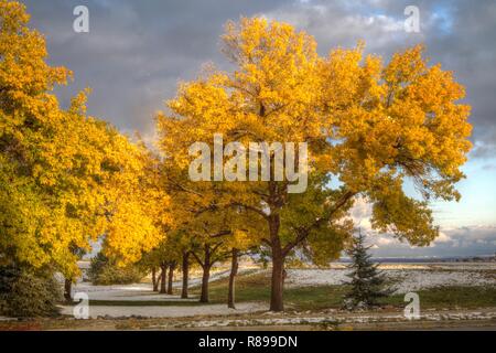 Grüne Asche Bäume sind in ihrem Fall Glanz nach einer kurzen Schneesturm, der im Hintergrund ist zu brechen. Stockfoto