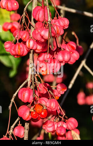 Fantastische Spindel Baum - euonymus europaeus - Detail der rote Früchte mit hellen orange Samen, dekorative Pflanze für gardenss Stockfoto