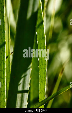 Beeindruckend grüne Blätter der eryngium pandanifolium Pflanze, das Blatt ist Schwert - geformt und dornige, der Hintergrund ist unscharf Stockfoto