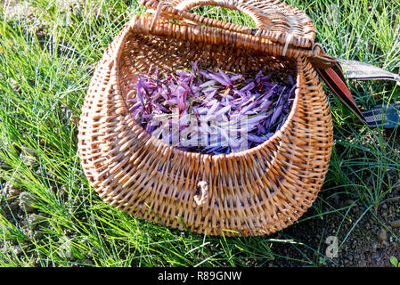 Weidenkorb gefüllt mit frisch geernteten Safran Blumen angebaut für die Stile und Narben Als kulinarisches Gewürz verwendet Stockfoto