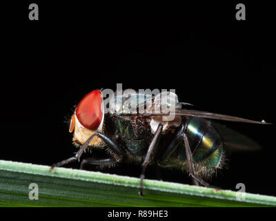 Makrofotografie der Schmeißfliege auf grünem Blatt isoliert auf schwarzem Hintergrund Stockfoto