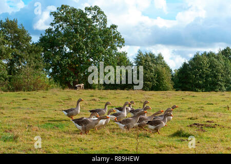 Graue Hausgänse, eine Herde von großen Gänse Stockfoto