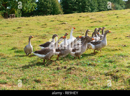 Graue Hausgänse, eine Herde von großen Gänse Stockfoto