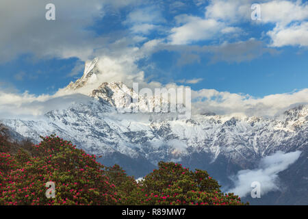 Majestic Fishtail, matschaputschare Berg, blühenden Bäumen im Annapurna Himal, Nepal, Himalaya, Asien Stockfoto