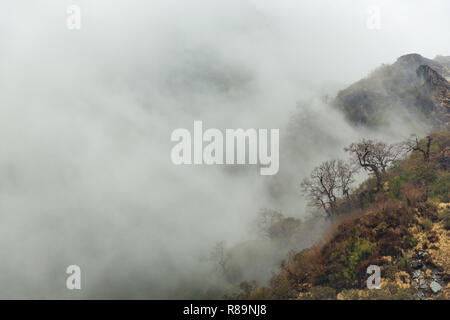 Wolken und Nebel rollen in der Vergangenheit Bäume an der Seite des Berges in Annapurna Himal, Nepal, Himalaya, Asien Stockfoto