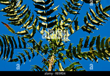 Fantastische grüne Blätter eines - berberis Mahonia lomariifolia-Anlage gegen den blauen Himmel, im Hintergrund der Pflanze gelbe Blüten Stockfoto