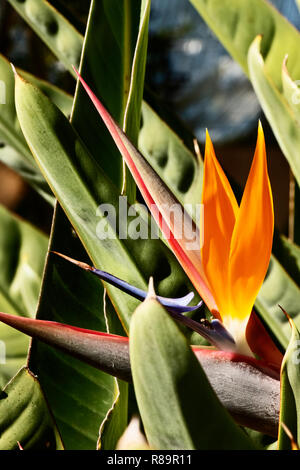 Fantastische Bird of paradise flower - Strelitzia reginae - Die horizontale Blütenstand mit orange Kelchblätter und blau-weiße Blütenblätter Stockfoto
