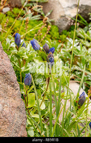 Purple mountain Alpenlandschaft im felsigen Gebiet Stockfoto