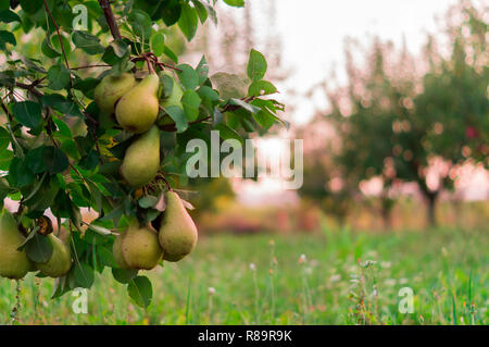 Birne Obst Garten mit gewachsenen Süße grüne Birnen Stockfoto