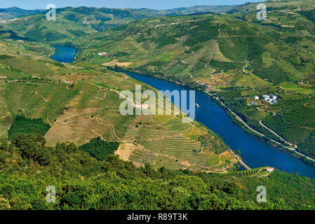 Herrliche Aussicht auf den Fluss Douro und die grünen Weinberg Landschaft Umgebung Stockfoto