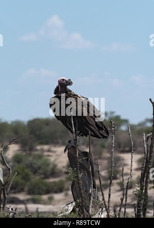 Lappet-faced Geier (Aegypius tracheliotus) auf einem Zweig am Boteti River, Makgadikgadi Pans National Park, Botswana Stockfoto