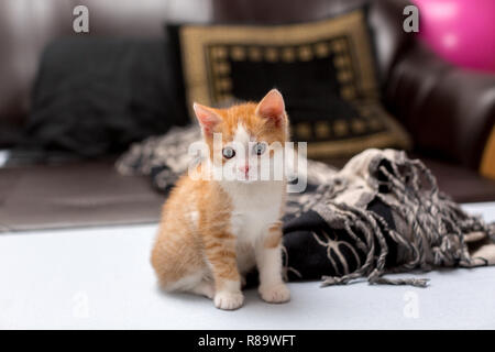 Süße kleine rote Kätzchen auf dem Bett zu sitzen Stockfoto