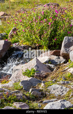 Wildblumen und Wasser über große Steine und Almwiese Stockfoto