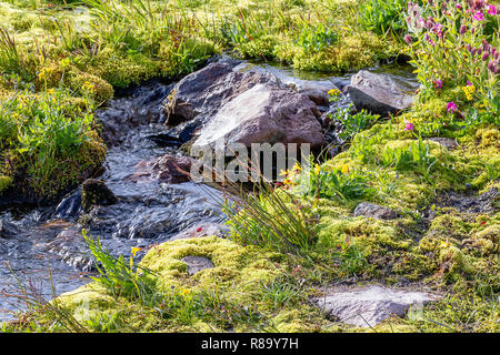 Bergwiese mit Bächen und Steinen am Mount Rainier Stockfoto