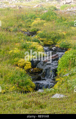 Kleiner Bach durch Almwiese im Staat Washington fließende Stockfoto